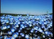 พาชมดอกนีโมฟีล่า ที่ Hitachi Seaside Park จ.อิบารากิ 