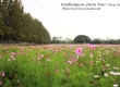 ดอกคอสมอส พาเที่ยว จิมทอมสัน ฟาร์ม 2557 (Jim Thompson Farm) สวนดอกไม้สวยๆ ปักธงชัย นครราชสีมา